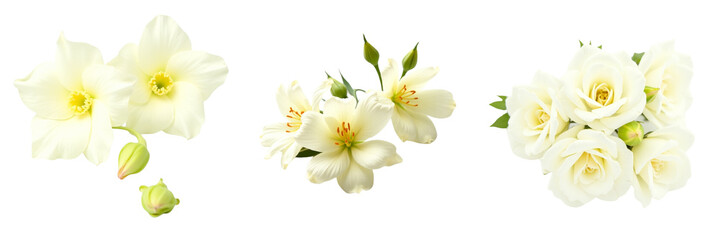 Set of a group of white flowers isolated on transparent background