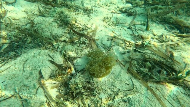 Underwater close-up of a Cassiopea jellyfish pulsating gracefully