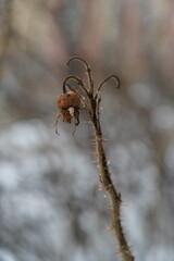 rose hips on a dry branch close-up
