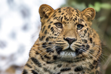 Adult Amur leopard, Panthera pardus orientalis, close up portrait. One of the rarest wild cats in the world and critically endangered, with only around 100 cats left in the wild.