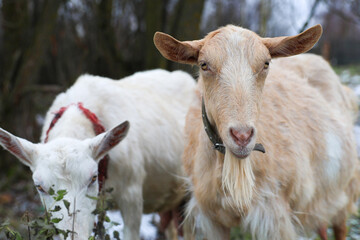Obraz premium Two goats are standing together in a field, looking at the camera