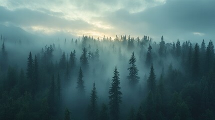 A serene view of a foggy forest at dawn with light streaming through the trees, symbolizing peace, nature, and tranquility, perfect for outdoor adventure, nature, and meditation content.