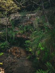 Fototapeta premium Blue Mountains Photography: Stunning Landscapes and Scenic Wilderness of Australia. New South Wales.