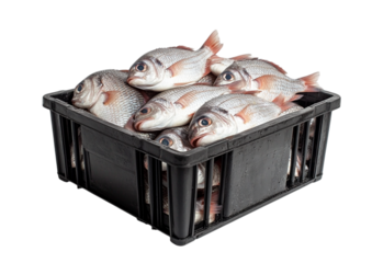 A large crate filled with freshly caught fish is prepared for sale. The glistening fish are displayed prominently, showcasing their health and quality. Transparent background, PNG
