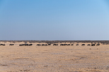 Telephoto shot of a herd of blue wildebeest - Connochaetes taurinus- trekking across the plains of Etosha national Park, Namibia.