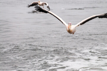 Telephoto shot of a great white pelican -Pelecanus onocrotalus- near Walvis Bay, Namibia