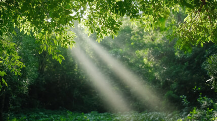 Obraz premium Whispering secrets of forest with sunlight filtering through leaves