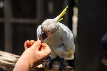 A hand feeds a Sulphur-crested Cockatoo a treat. Caretaker interacting with bird. THE PARROT PLACE, KERIKERI, NZ