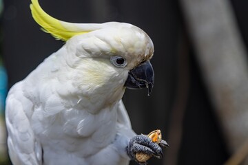 Close-up of a Sulphur-crested Cockatoo eating a nut. Bird enjoys a treat. THE PARROT PLACE, KERIKERI, NZ