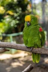 Close-up of a vibrant green parrot with a yellow crown perched on a branch. Beautiful plumage. THE PARROT PLACE, KERIKERI, NZ