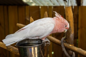 Pink cockatoo drinks from a metal bucket. A bird enjoys a water source. THE PARROT PLACE, KERIKERI,...
