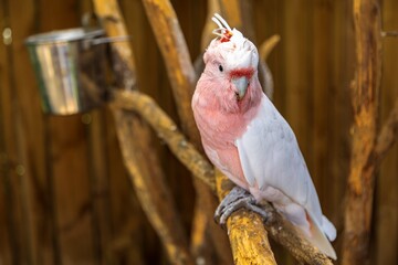 Close-up of a pink and white cockatoo perched on a branch. Beautiful bird in its enclosure. THE PARROT PLACE, KERIKERI, NZ © Stefan