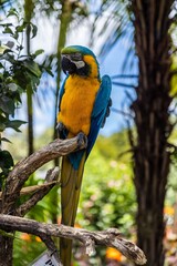 Colorful Blue-and-Gold Macaw perched on a branch in a lush garden. A vibrant tropical bird in its natural habitat. THE PARROT PLACE, KERIKERI, NZ