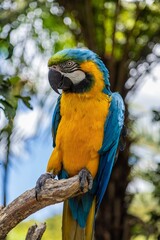 Close-up of a vibrant blue-and-yellow macaw perched on a branch. Beautiful plumage, showcasing the bird's natural beauty. THE PARROT PLACE, KERIKERI, NZ