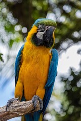 Close-up of a vibrant yellow and blue macaw perched on a branch. Beautiful plumage. THE PARROT PLACE, KERIKERI, NZ