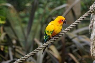 Vibrant yellow parrot perched on a rope. Zoo enclosure. Close-up. THE PARROT PLACE, KERIKERI, NZ