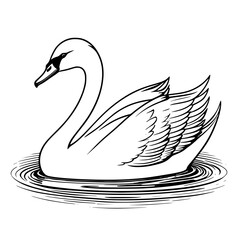 black swan on white background