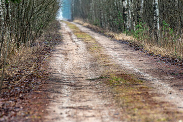 winter landscape without snow, lonely country road with trees on the side of the road