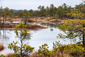 winter landscape of a swamp without snow, pond covered with ice, reflections, swamp vegetation in winter, pine trees, old grass, moss