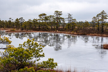 Fototapeta premium winter landscape of a swamp without snow, pond covered with ice, reflections, swamp vegetation in winter, pine trees, old grass, moss