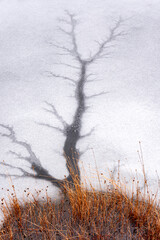 ice and water formations resembling trees, swamp pond, winter