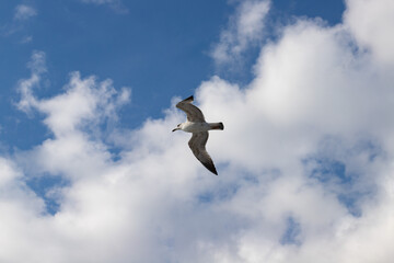 Seagull in the sky, carefree flight over water, aerial grace near the ocean, nature's beauty in motion