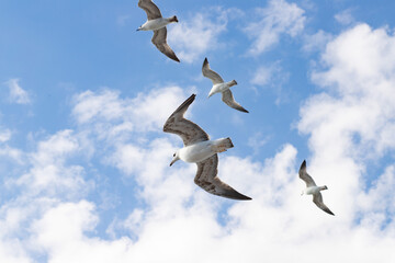 A flock of seagulls in the sky, birds flying in harmony, nature’s aerial beauty near the sea.