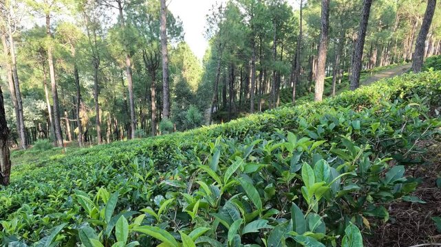 Vibrant Tea Plantation Blending with Pine Forest Landscape