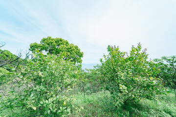 熱海の美しい海と植物の風景