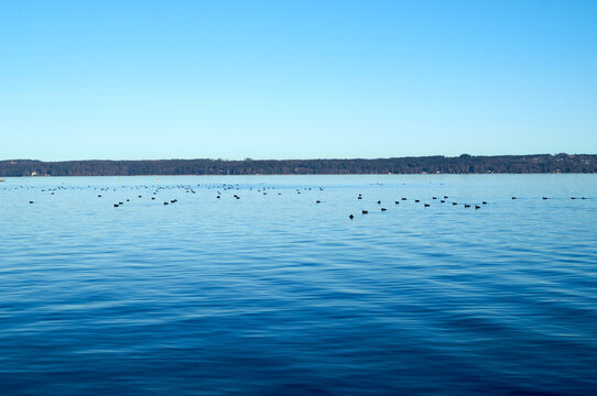 Calm Lake with Birds in Distance
