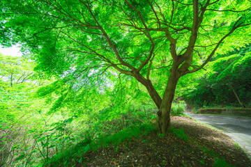 熱海の美しい海と植物の風景