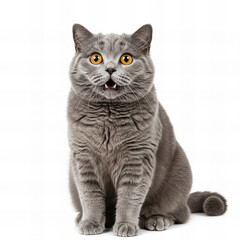 Fototapeta premium Gray shorthair British cat asks for food on a white background