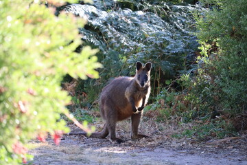 South Australia Wallaby