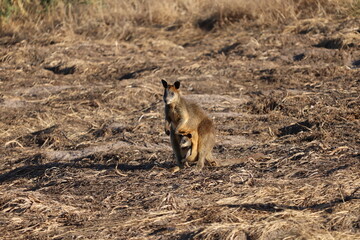 South Australia Wallabies 