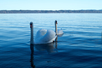 Elegant Swans Swimming on Tranquil Lake
