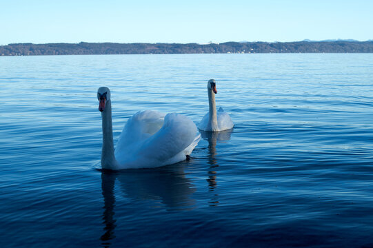 Elegant Swans Swimming on Tranquil Lake