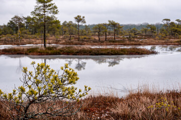 Fototapeta premium winter landscape of a swamp without snow, pond covered with ice, reflections, swamp vegetation in winter, pine trees, old grass, moss