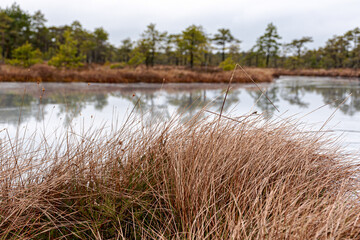 swamp winter landscape without snow, swamp vegetation in winter, pine trees, old grass, moss