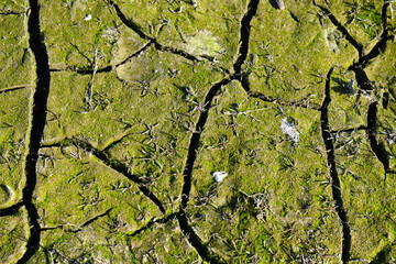 dry cracked earth as texture, Surface structure of red rocks, close-up, the dried earth with clay...