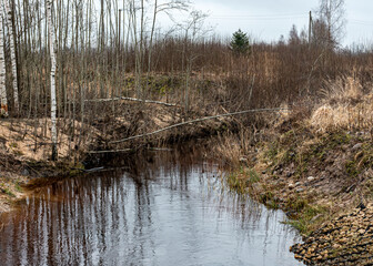 winter landscape of a swamp without snow, pond covered with ice, reflections, swamp vegetation in winter, pine trees, old grass, moss