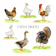 Domestic farm birds on grassy ground watercolor illustration set. Hand drawn hen, duck, goose, turkey and rooster vintage style painted collection isolated on white background