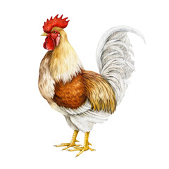 Rooster vintage style watercolor illustration. Beautiful vibrant colored domestic chicken fowl bird side view. Farm bird isolated on white background