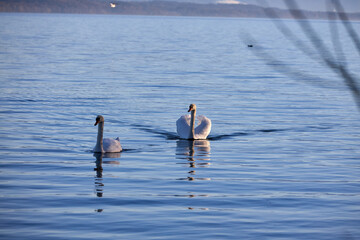 Elegant Swans Swimming on Tranquil Lake
