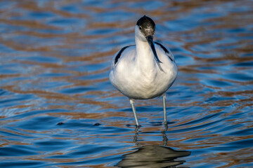 Great Avocet (Recurvirostra avosetta) feeding in a Camargue marsh, southern France