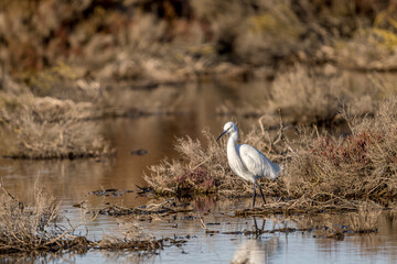 Little egret on a pond in the Camargue, France