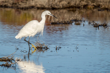 Little egret on a pond in the Camargue, France