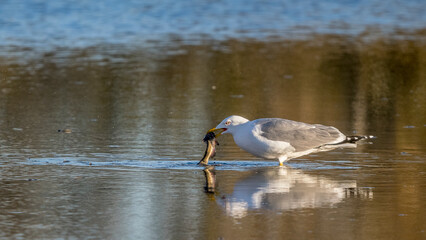 a seagull catches a big fish in the Camargue, France