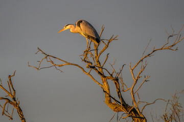 grey heron at the end of the day perched on a tree in the Camargue, France
