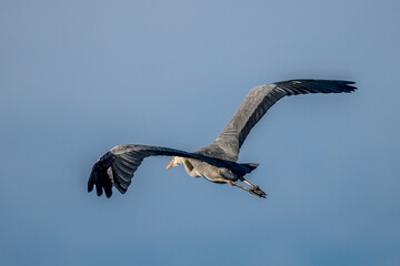 grey heron in the sky over the Camargue, France