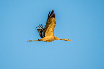 grey crane in the early morning. in the Camargue sky